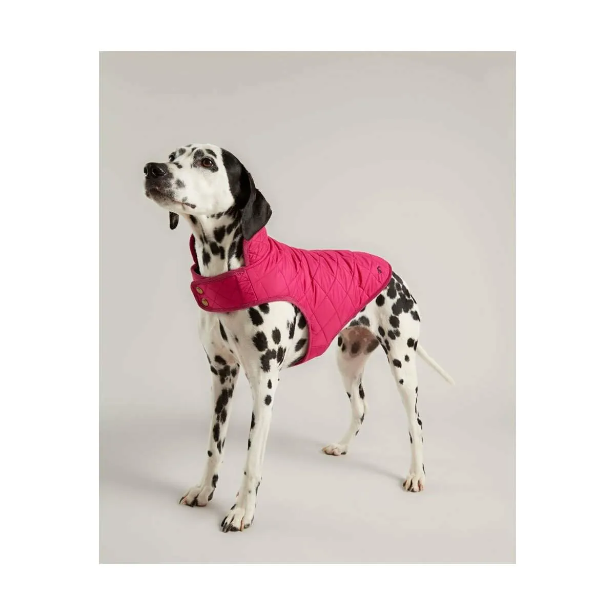 Joules Dog Coat | Elite Saddlery